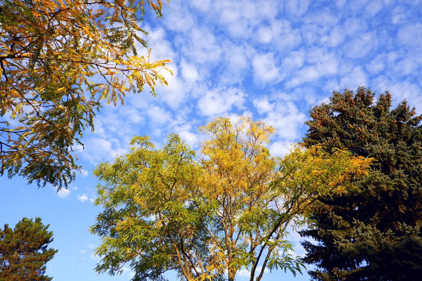 Fujifilm X-A5 sample photo. Tree, autumn, sky photography