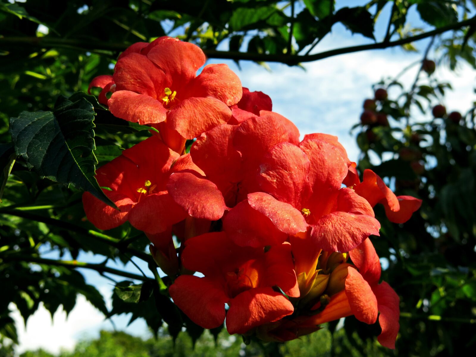 Canon PowerShot G15 sample photo. Campsis dancing flames, climber photography