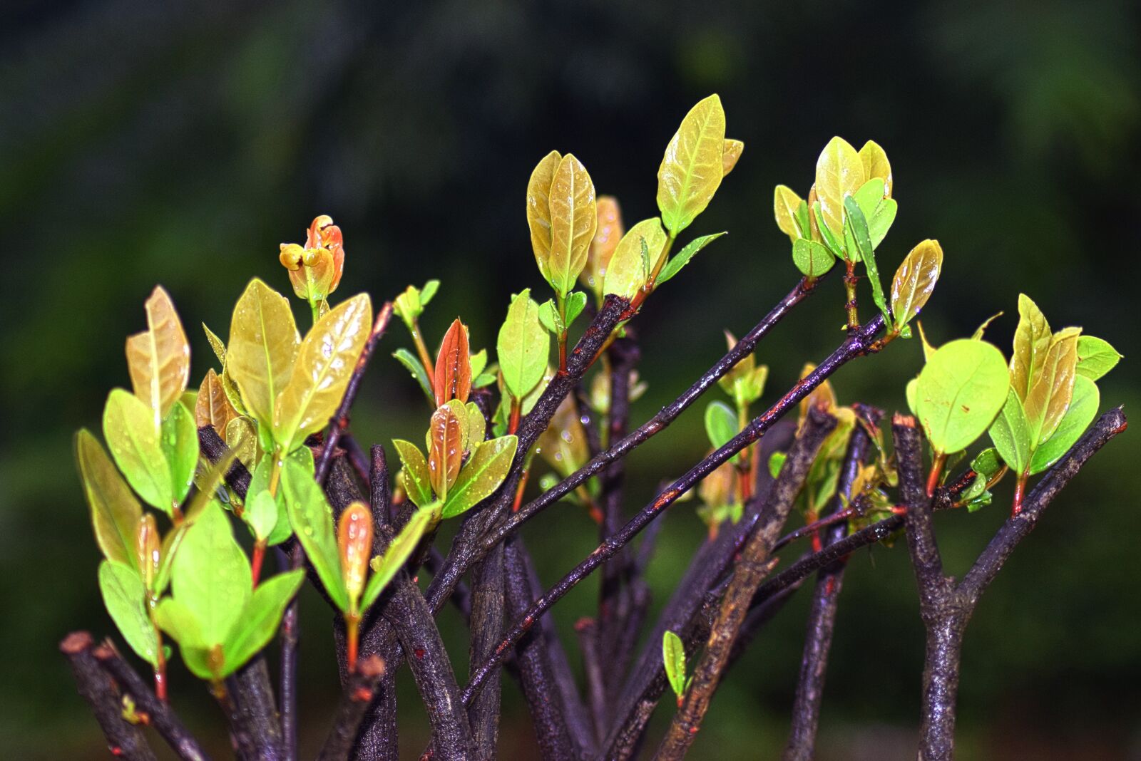 Nikon D3300 sample photo. Leaf, nature, plant photography