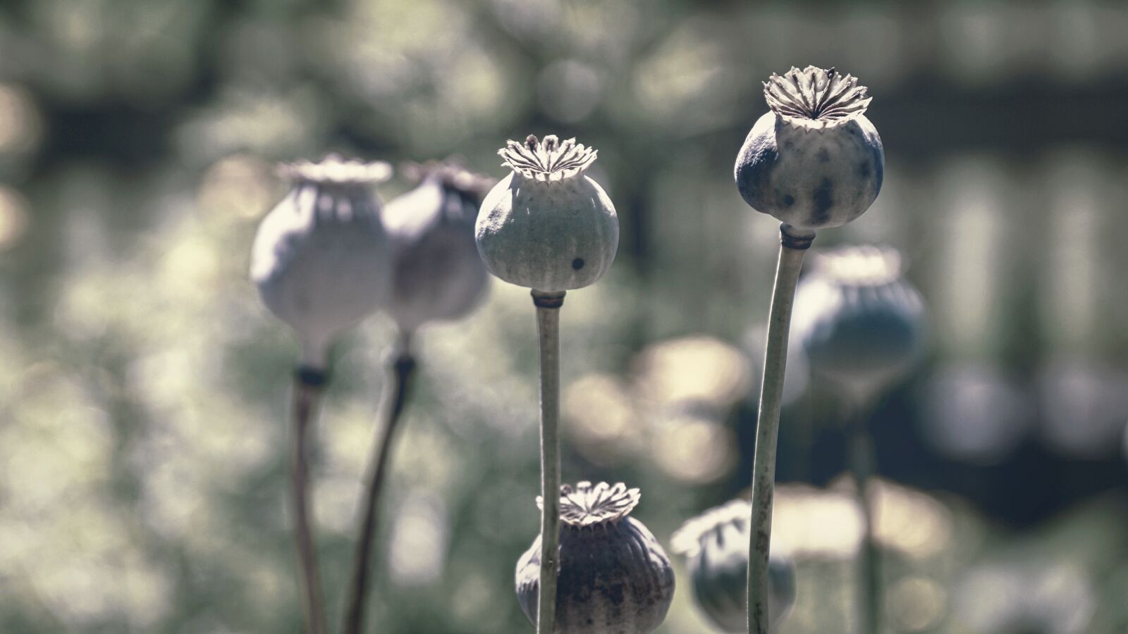Sony DT 18-135mm F3.5-5.6 SAM sample photo. Poppy capsules, poppy, faded photography