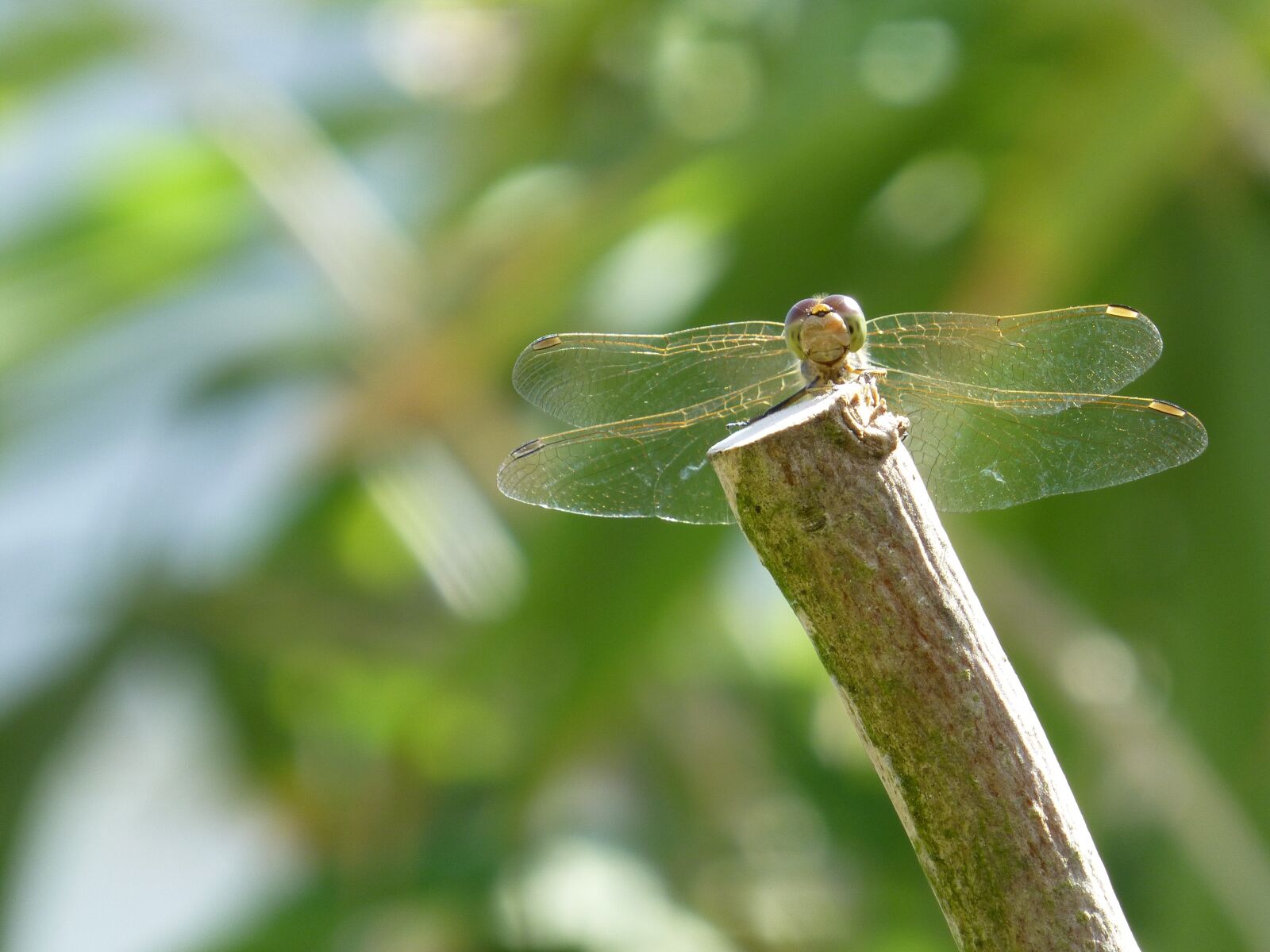 Panasonic DMC-TZ31 sample photo. Dragonfly, water maid, insect photography