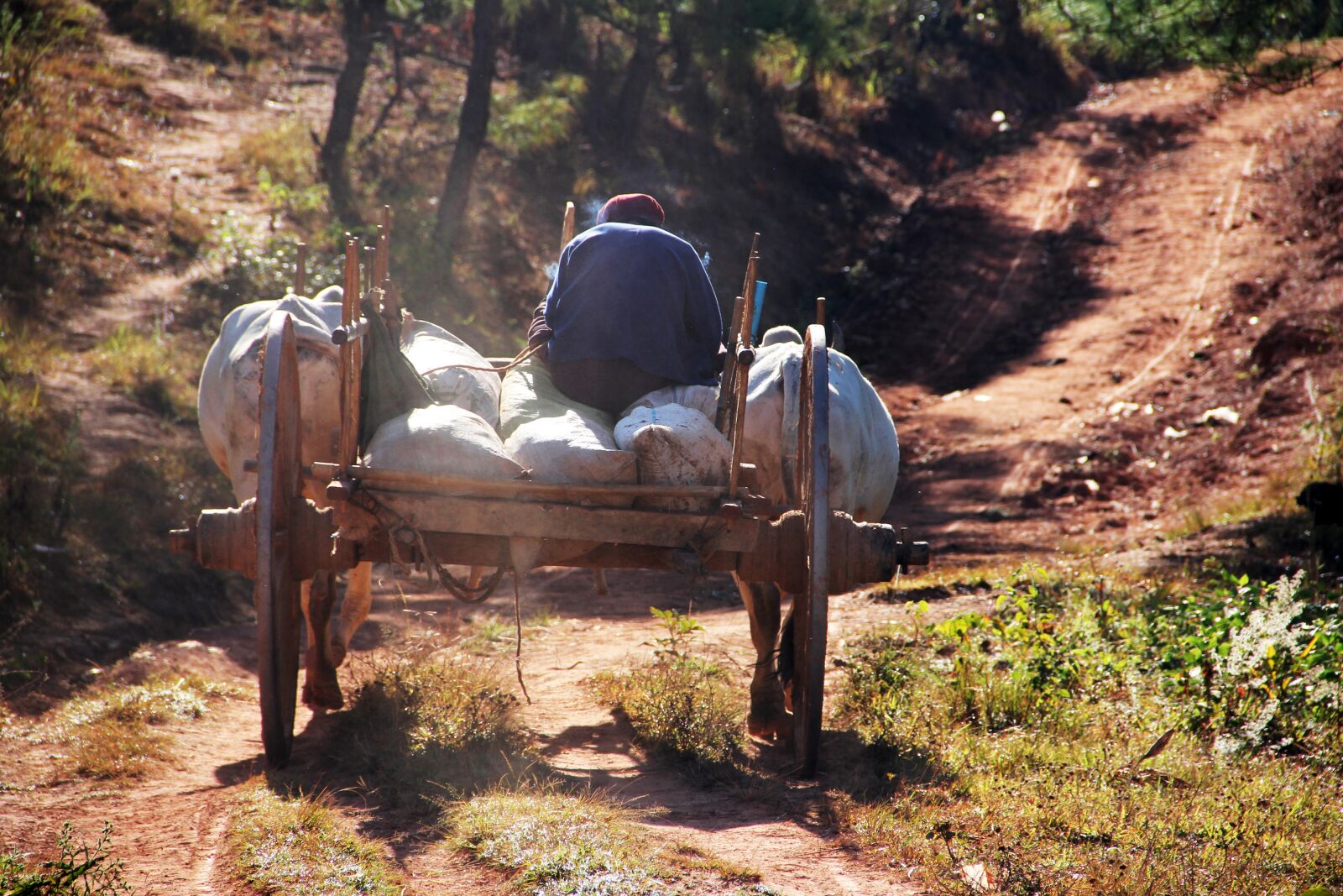 Canon EF-S 18-135mm F3.5-5.6 IS sample photo. Oxcart, back, drive photography