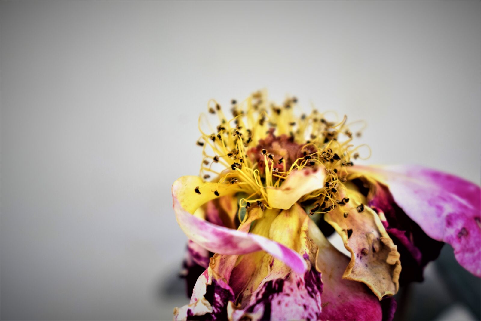 Nikon AF-P DX Nikkor 18-55mm F3.5-5.6G sample photo. Autumn, beautiful, flowers, flowers photography