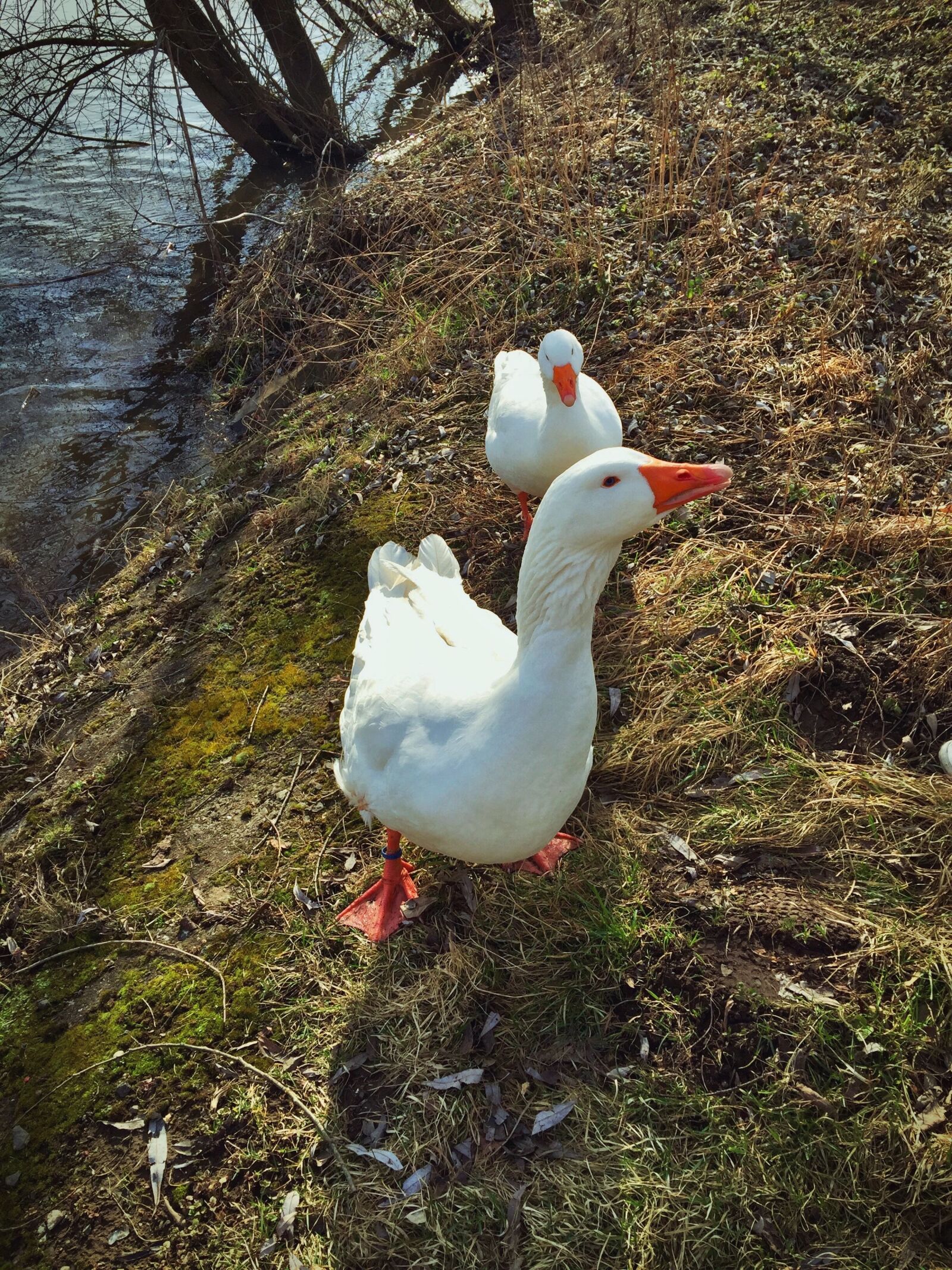 iPhone 6 Plus back camera 4.15mm f/2.2 sample photo. Animal, goose, nature photography