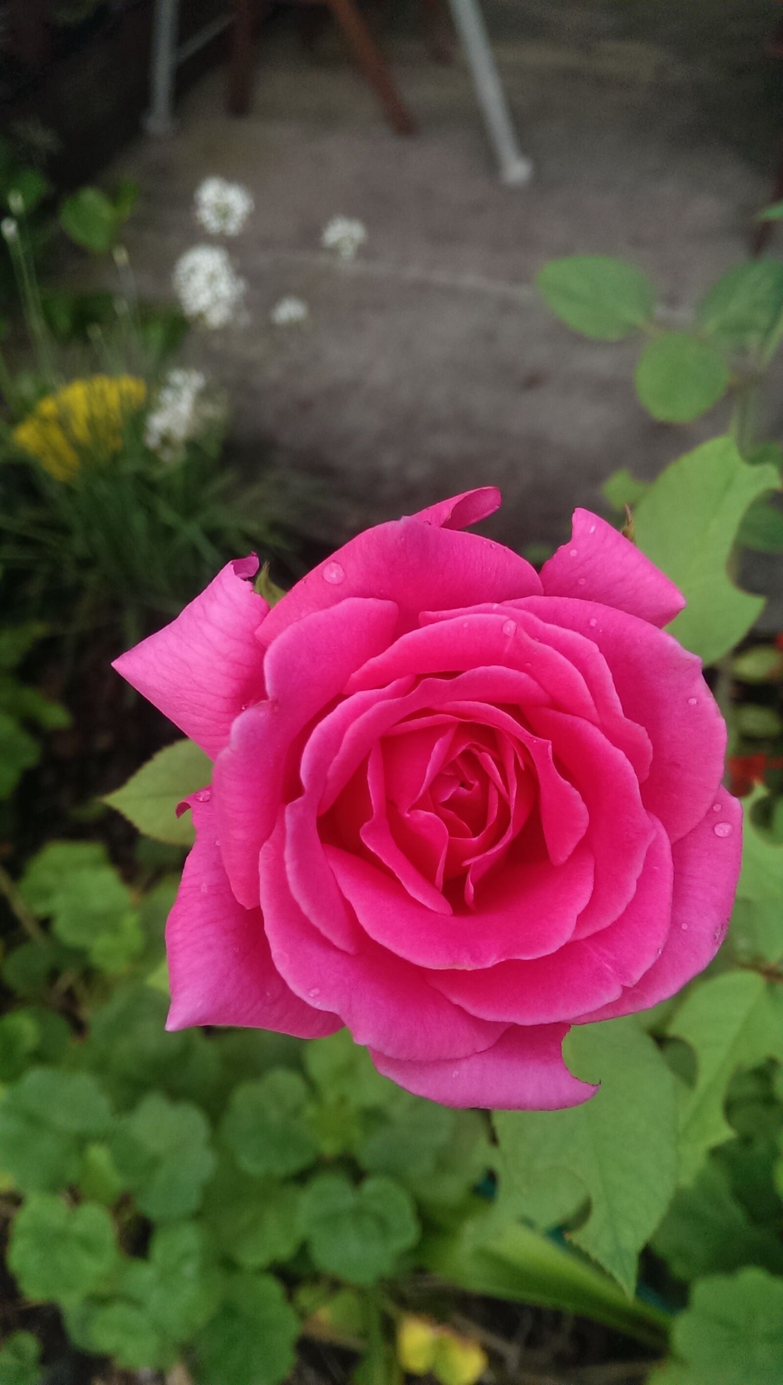 HTC ONE sample photo. Rose, pink, flower photography