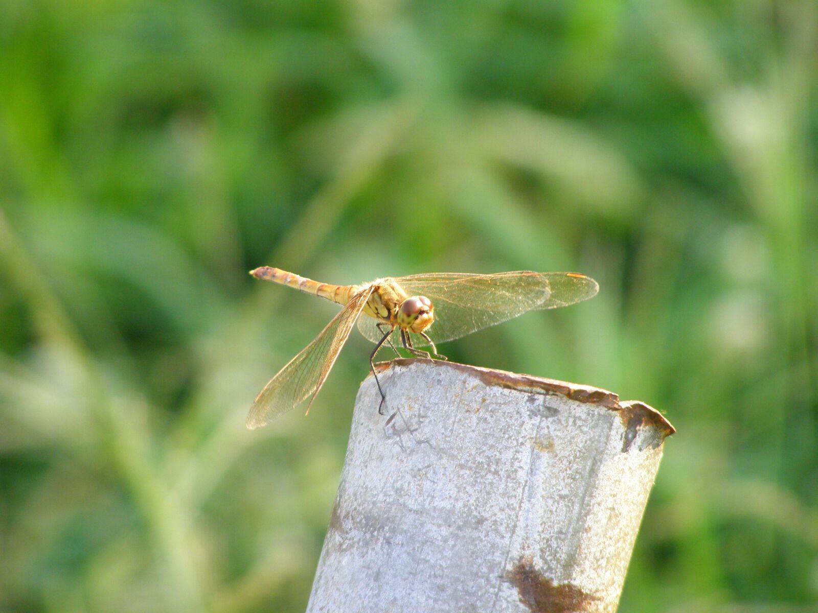 Olympus SP510UZ sample photo. Dragonfly, nature, insects photography