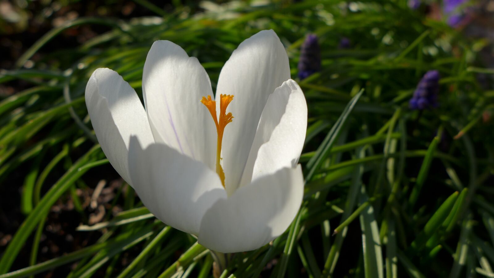 Panasonic Lumix DMC-LX7 sample photo. Crocus, white, yellow photography