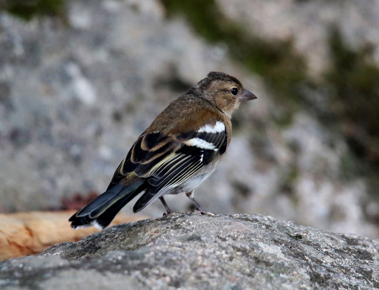Canon EOS 7D Mark II sample photo. Chaffinch, female, andorra photography