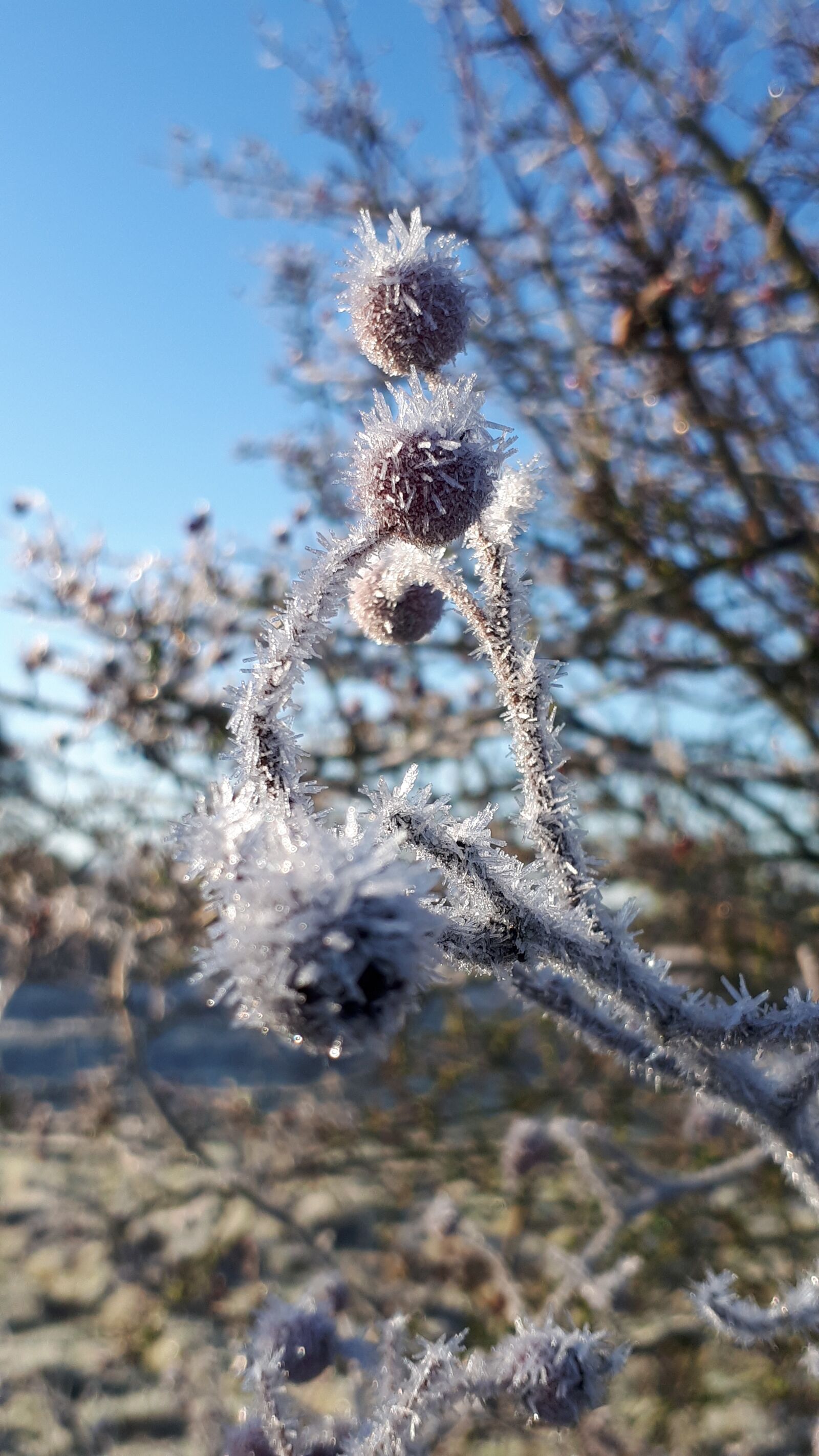 Samsung Galaxy A5(2017) sample photo. Frost, winter, berries photography
