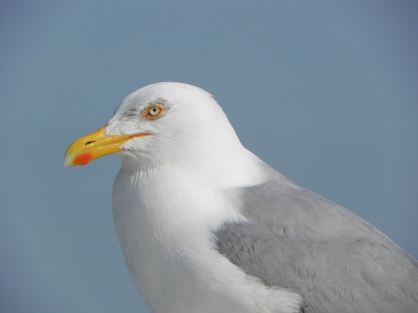 Nikon Coolpix P100 sample photo. Seagull, bird, nature photography