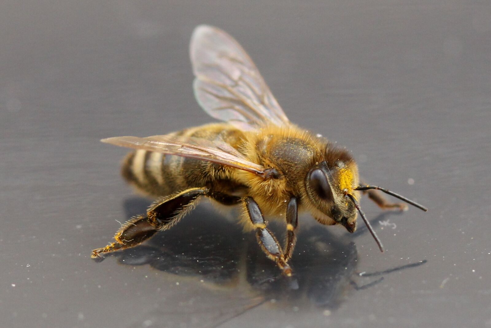 Canon EF-S 60mm F2.8 Macro USM sample photo. Bee, insecta, wings photography