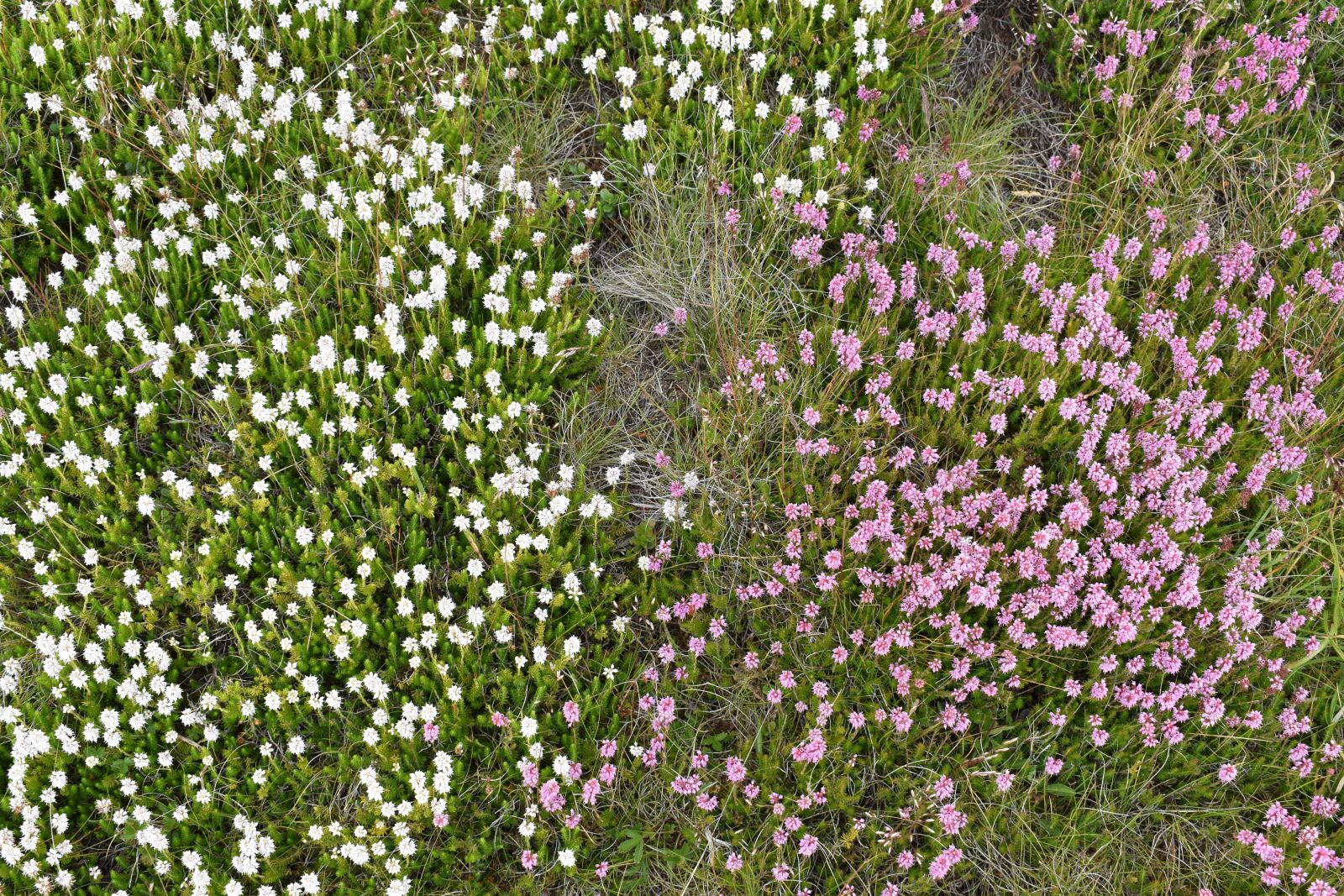 Nikon D5600 sample photo. Mountain flowers, wild flowers photography