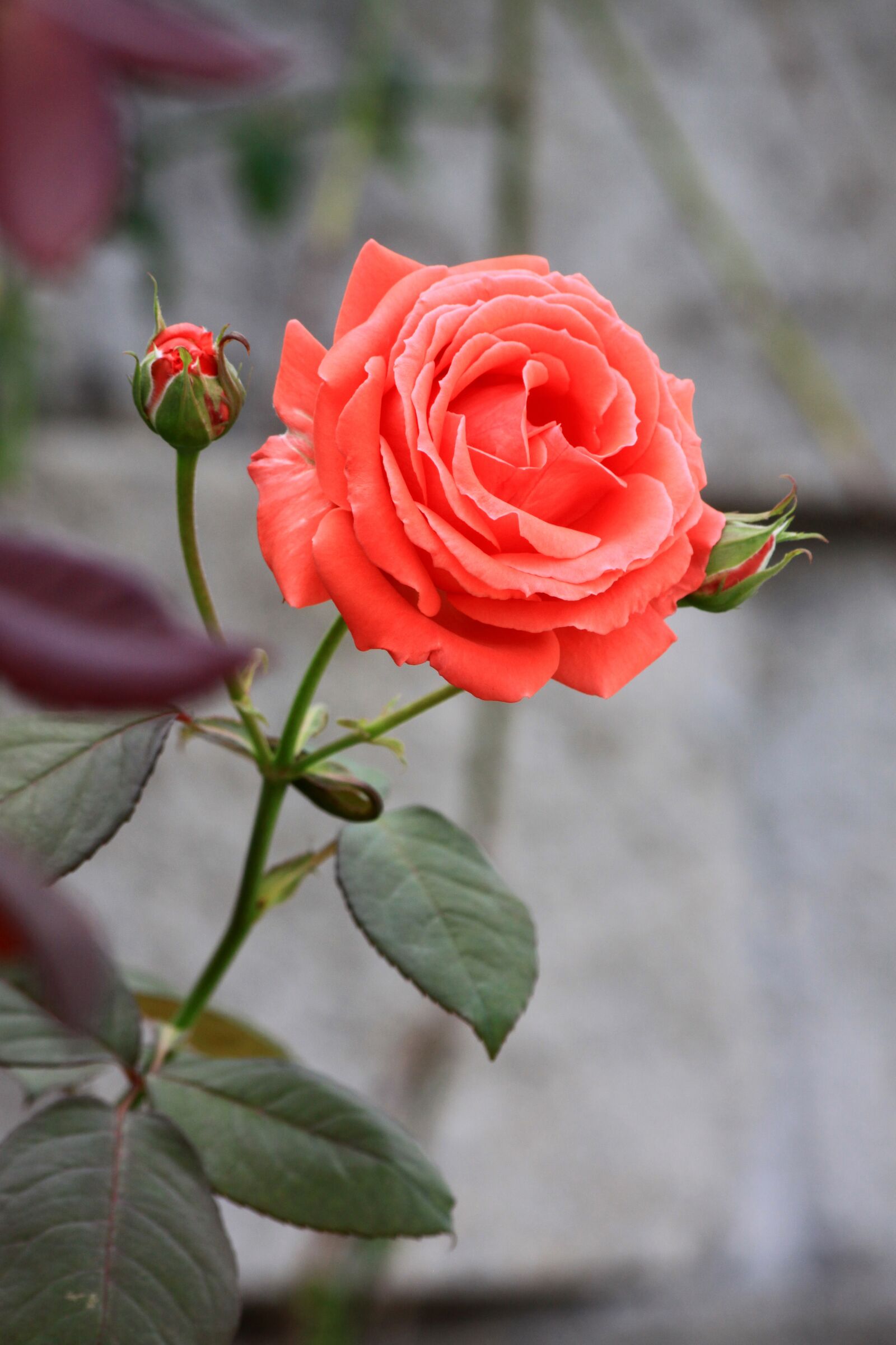 Canon EOS 50D sample photo. Rose, summer, flowers photography