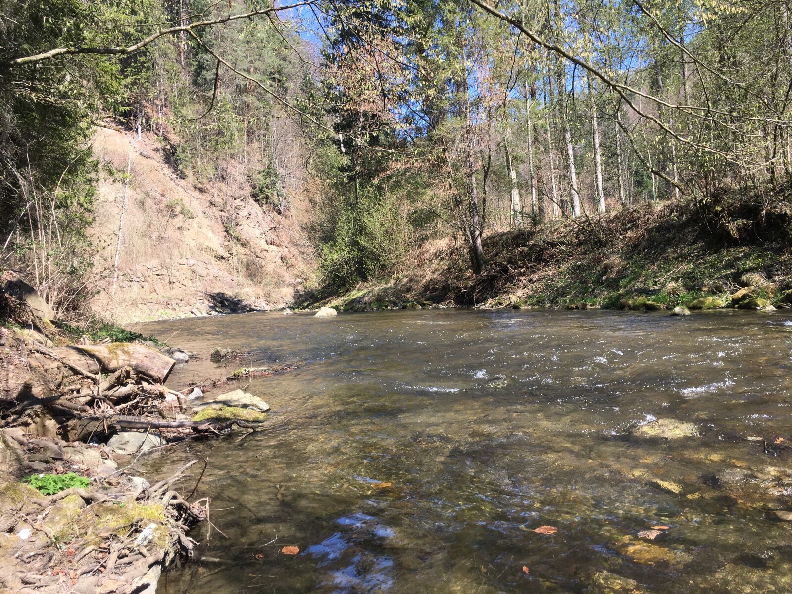 iPhone SE back camera 4.15mm f/2.2 sample photo. Nature, tree, water photography
