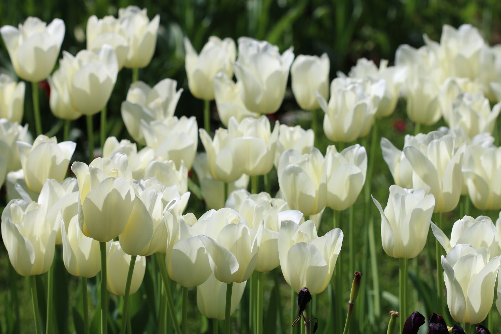 Canon EOS 70D + Canon EF 100mm F2.8 Macro USM sample photo. Tulips, white, pink photography