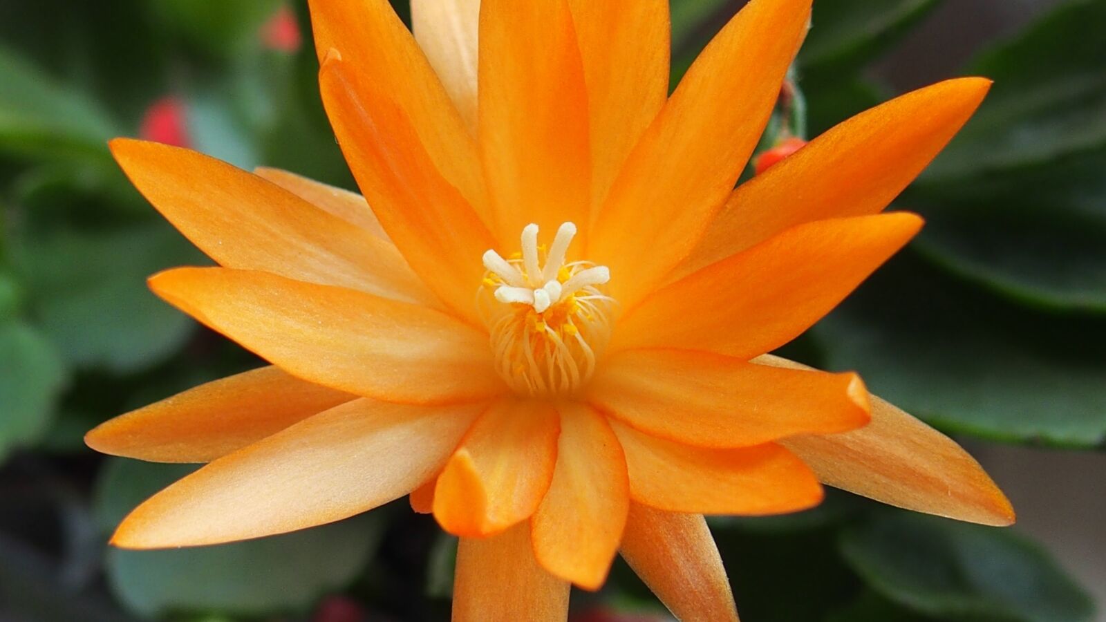 Olympus STYLUS1 sample photo. Flower, orange, cactus photography