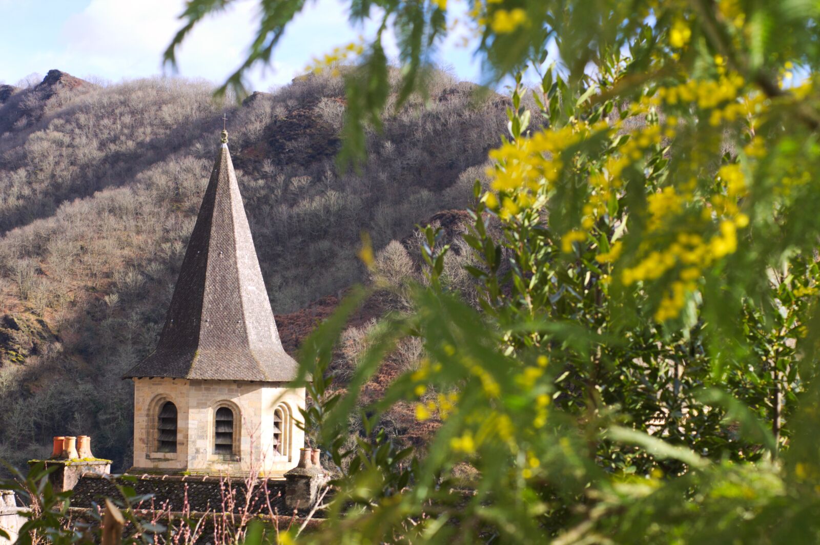 Canon EOS 1100D (EOS Rebel T3 / EOS Kiss X50) sample photo. Conques, mimosas, flower photography