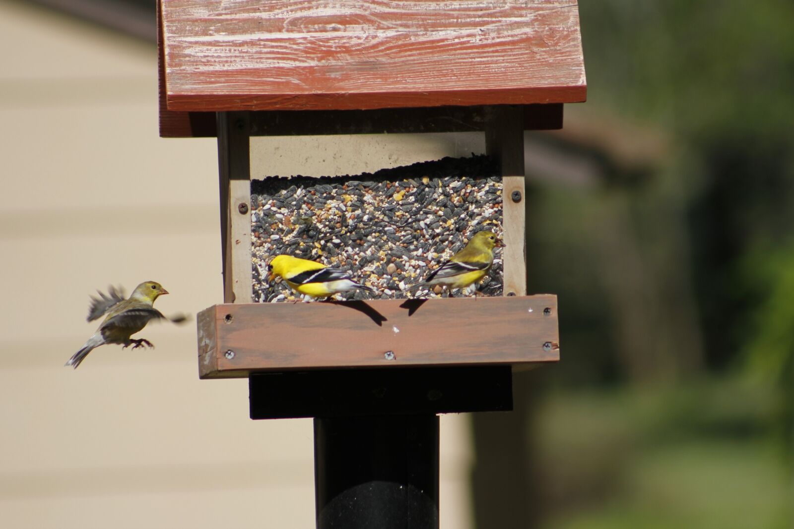 Canon EOS 550D (EOS Rebel T2i / EOS Kiss X4) sample photo. Bird, bird feeder, golden photography