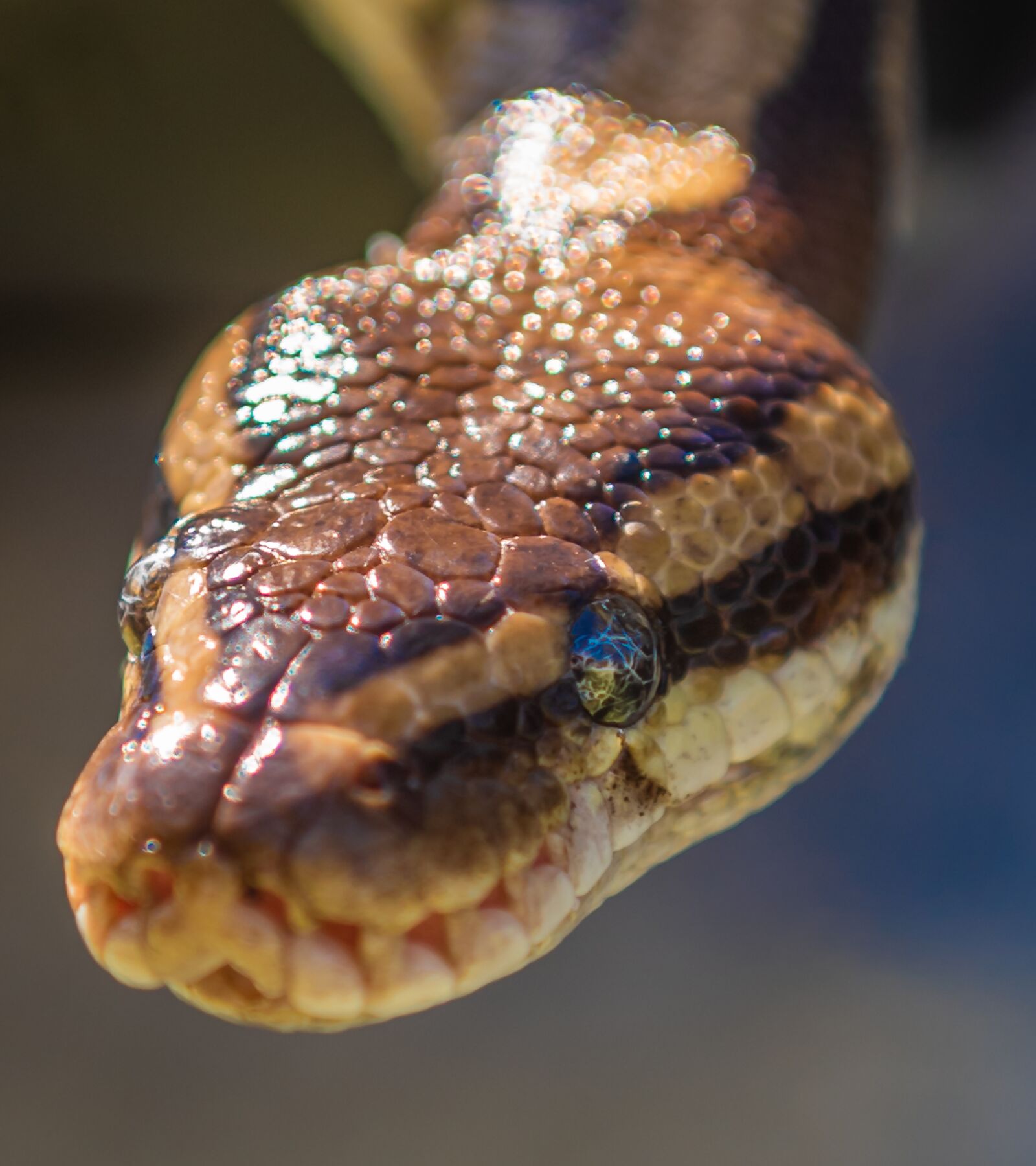 Nikon D750 sample photo. Snake, natter, head photography
