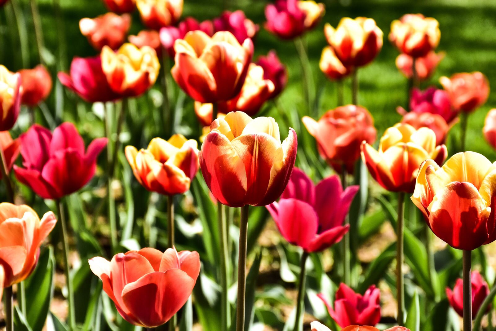 Nikon D7200 sample photo. Flowers, yard, spring photography