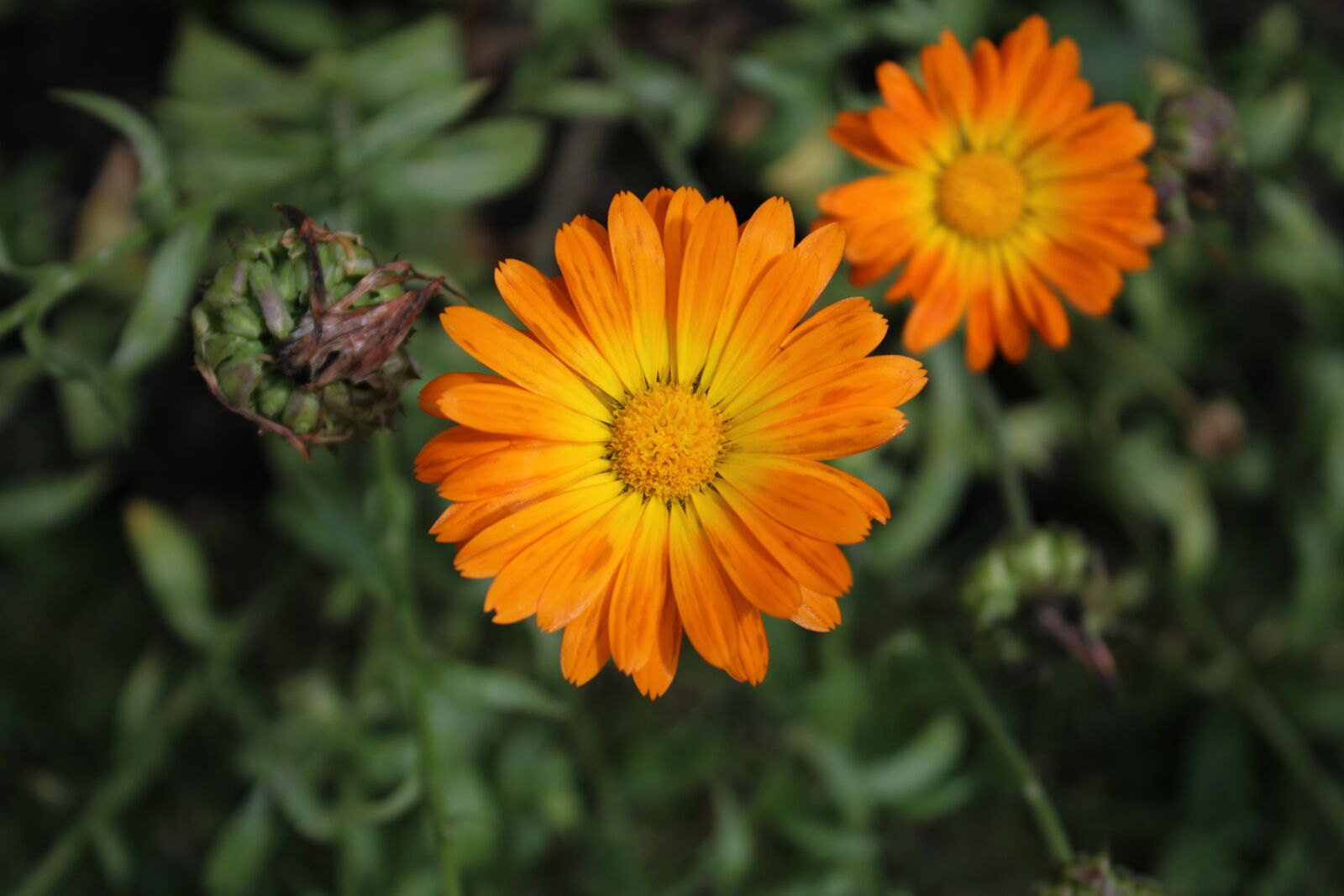 Canon EOS 2000D (EOS Rebel T7 / EOS Kiss X90 / EOS 1500D) sample photo. Flower, daisy, gerbera photography
