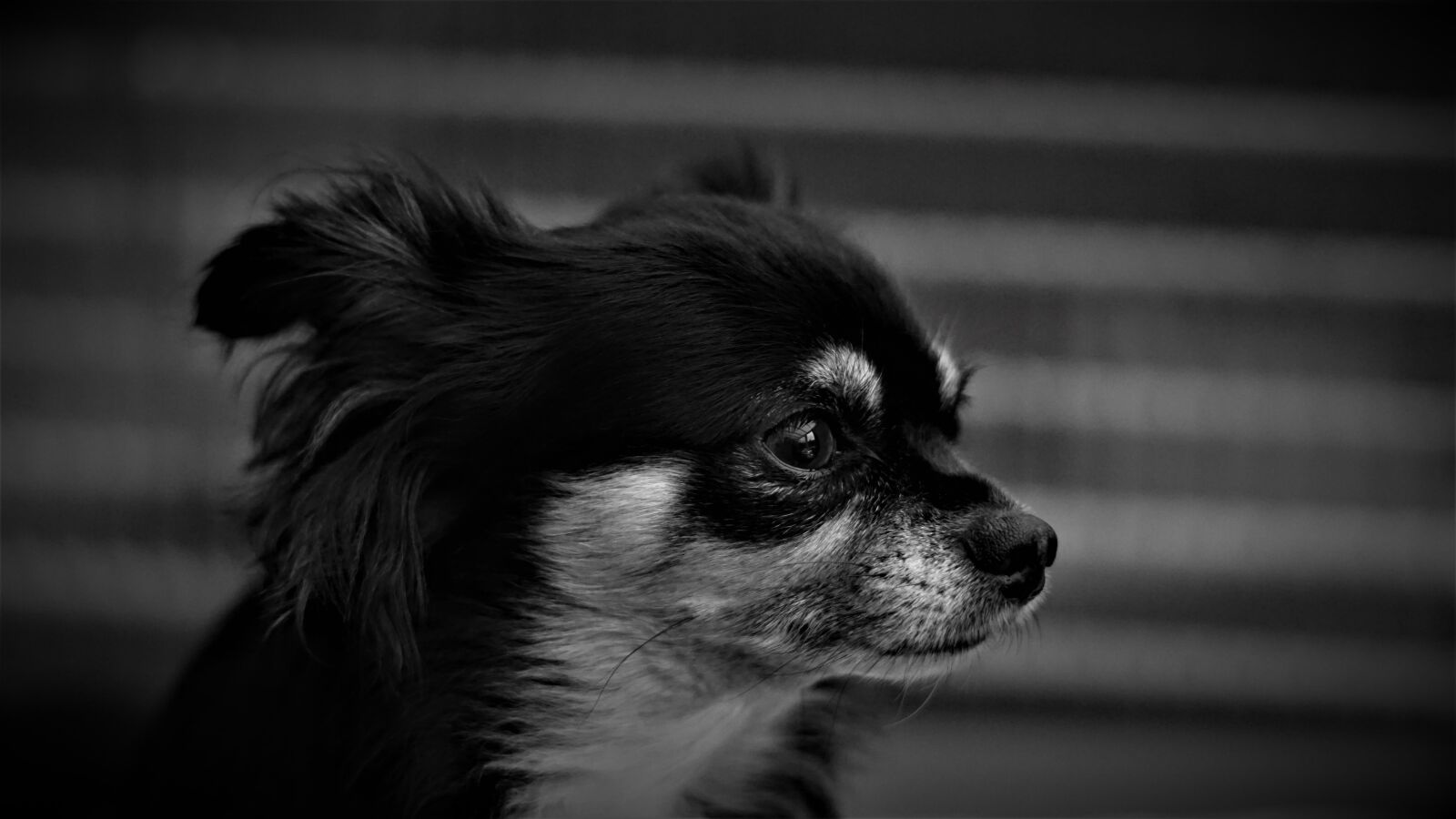 Sony FE 50mm F1.8 sample photo. Background, chihuahua, dog photography