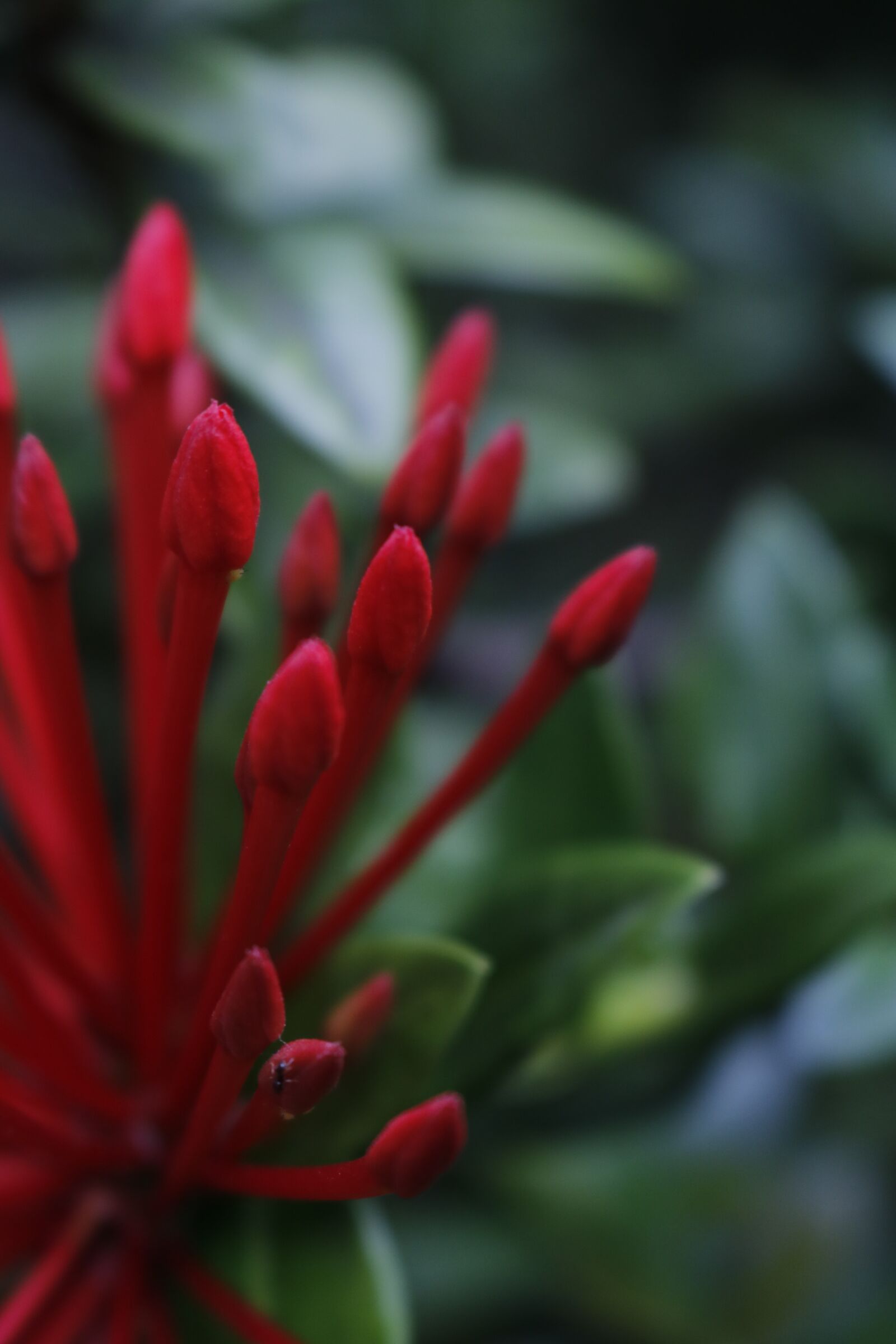 Canon EOS 750D (EOS Rebel T6i / EOS Kiss X8i) sample photo. Flower, nature, garden photography