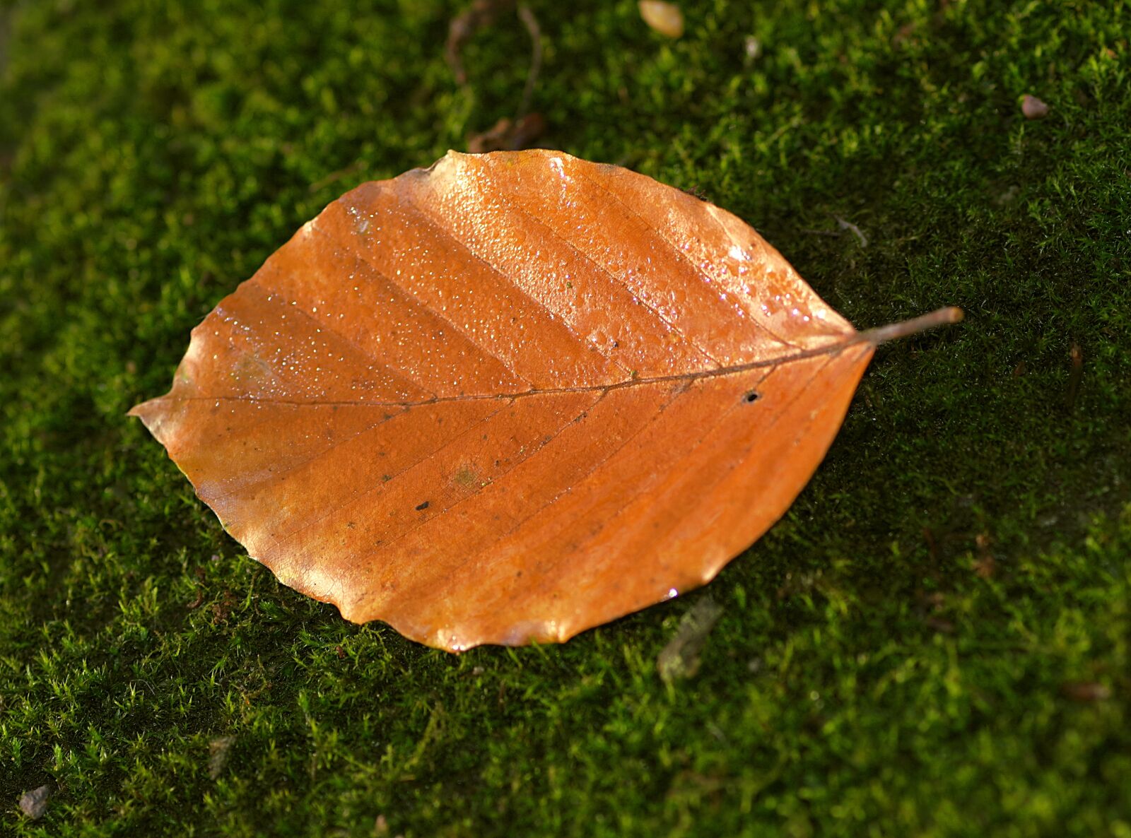 Pentax K-S2 sample photo. Leaf, beech, yellow photography
