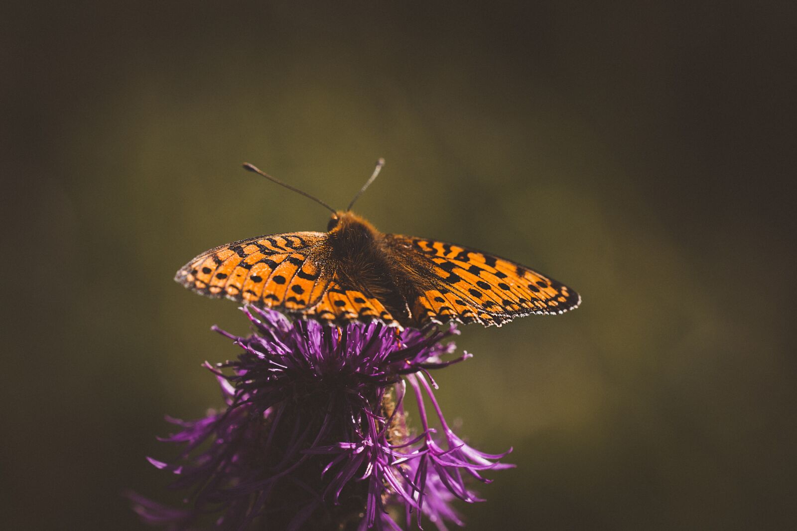 Nikon D7100 sample photo. Butterfly, fritillary, orange photography