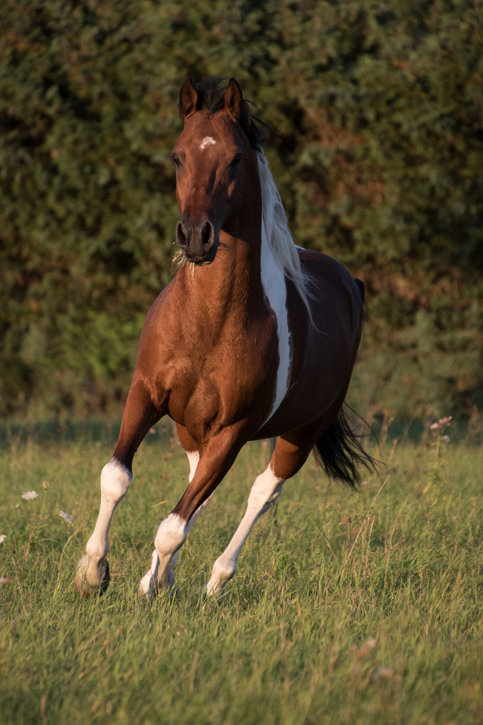 Nikon D5600 sample photo. Horse, running, galloping photography