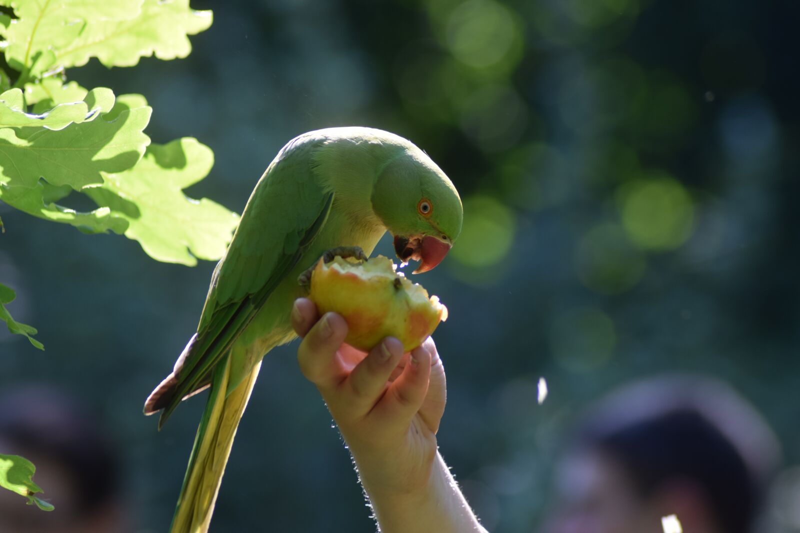 Nikon D3300 sample photo. Parakeet, bird, parrot photography