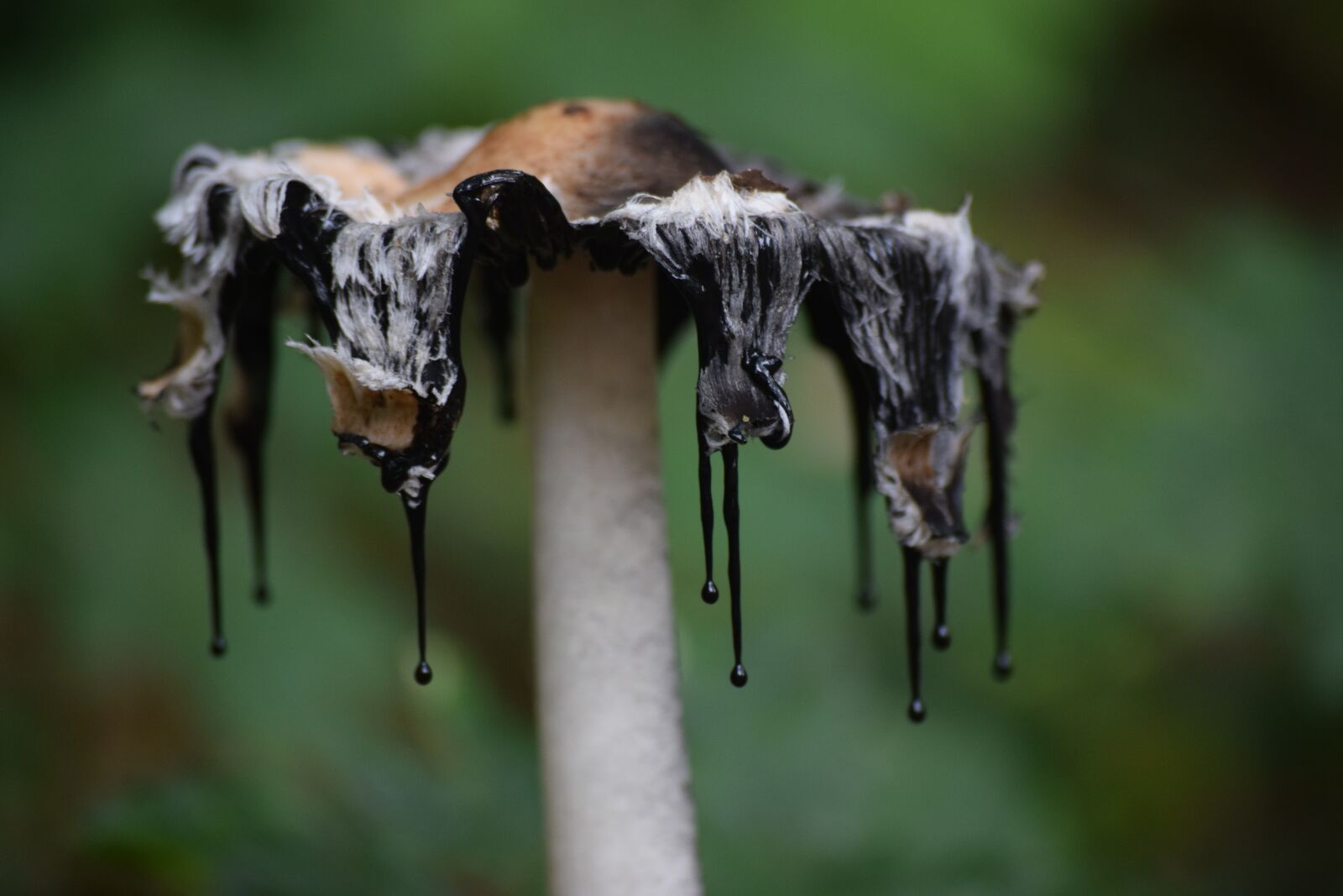 Nikon D3300 sample photo. Outdoor, mushroom, nature photography