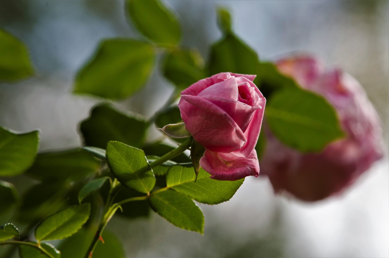 Pentax K-30 sample photo. Rose, pink, pink rose photography