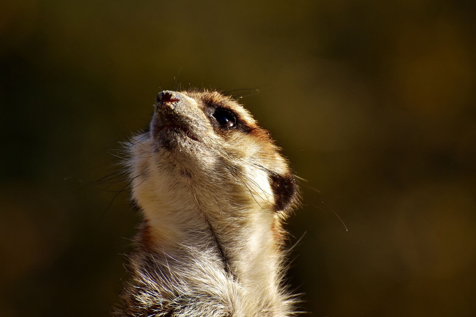 Nikon D7200 sample photo. Meerkat, cute, curious photography