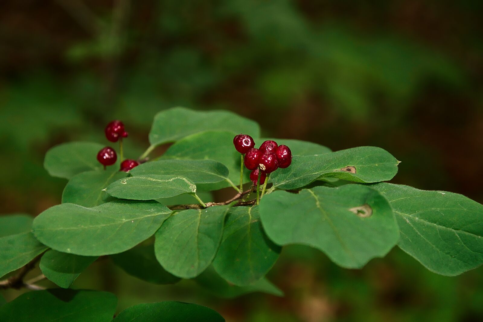 Nikon D3300 sample photo. Forest, berry, fruits photography