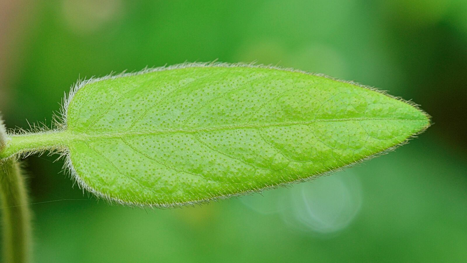 Nikon D5300 sample photo. Nature, leaf, green leaves photography