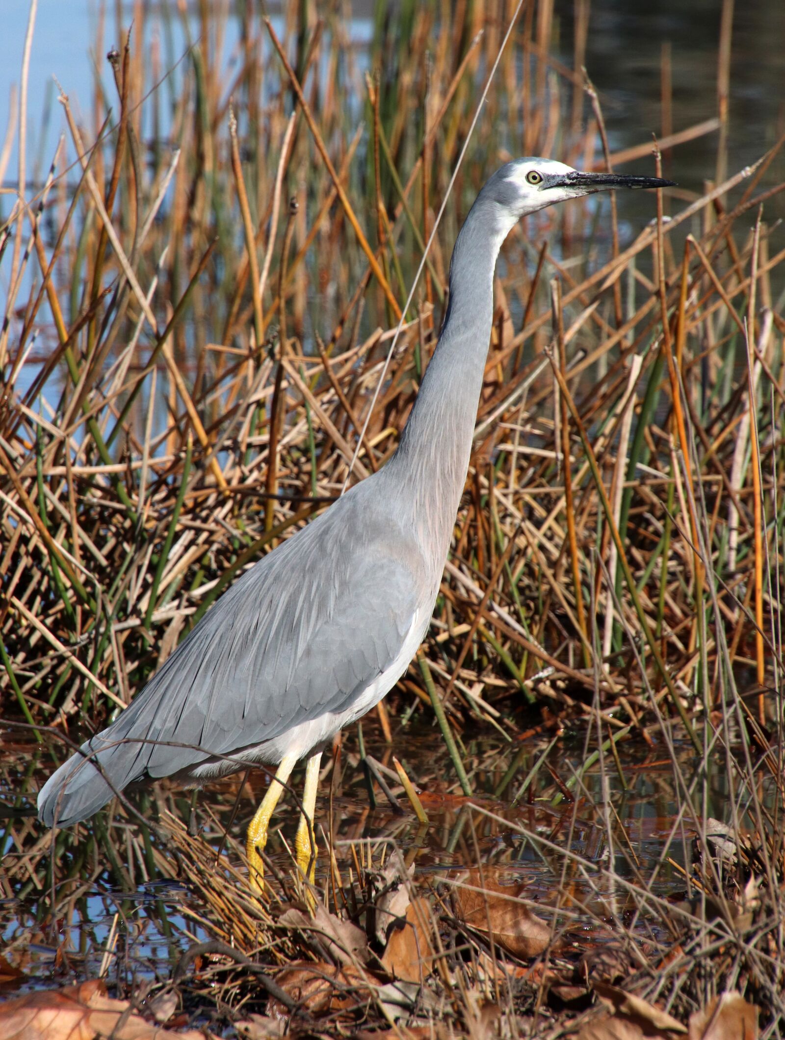Canon EOS 800D (EOS Rebel T7i / EOS Kiss X9i) sample photo. Bird, grey heron, wading photography