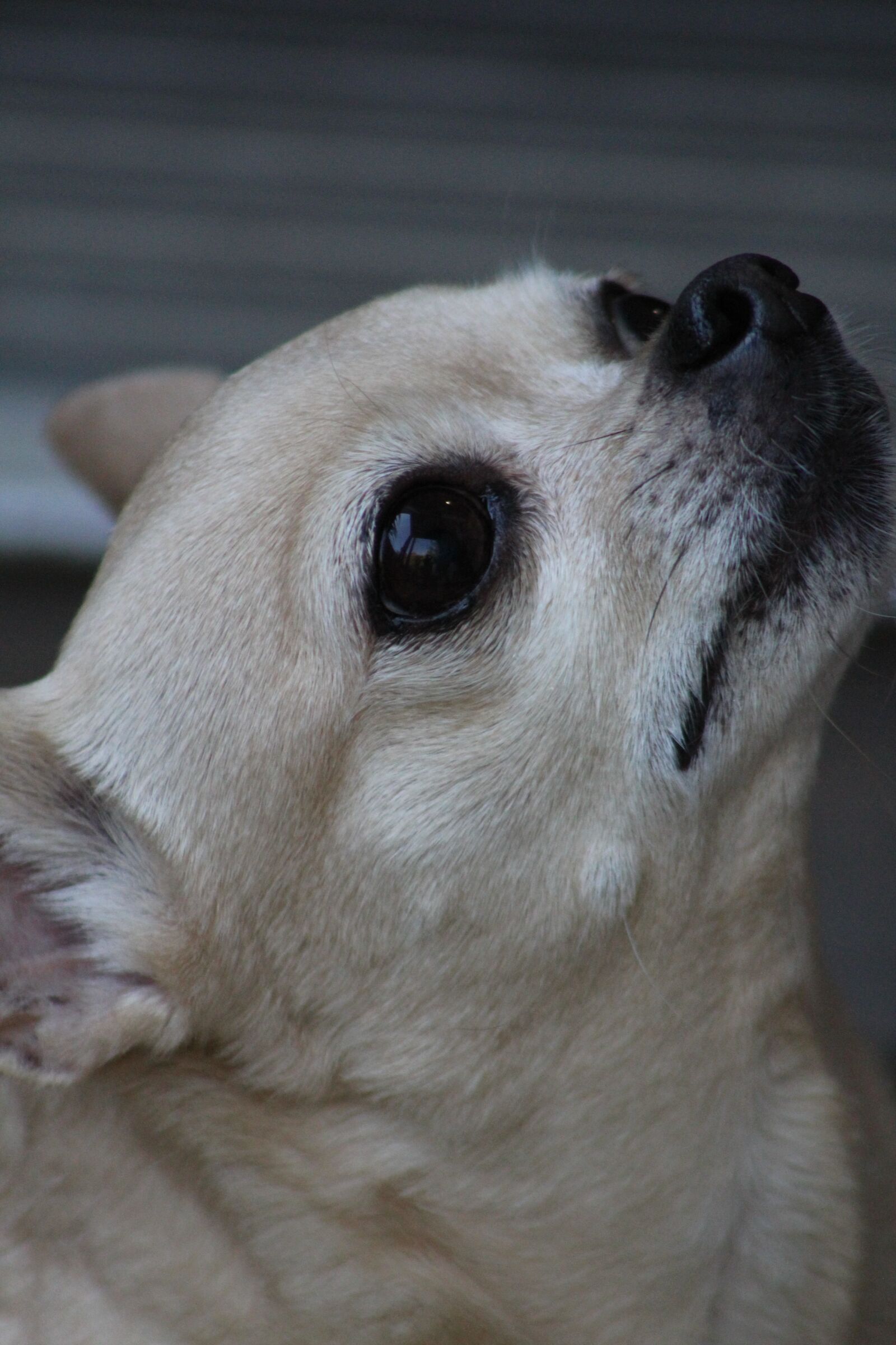 Canon EOS 1300D (EOS Rebel T6 / EOS Kiss X80) sample photo. Pet, dog, puppy photography