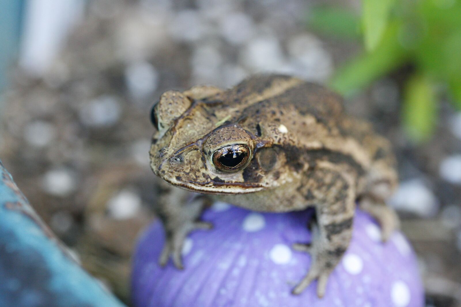 Canon EOS 30D sample photo. Frog, mushroom, nature photography