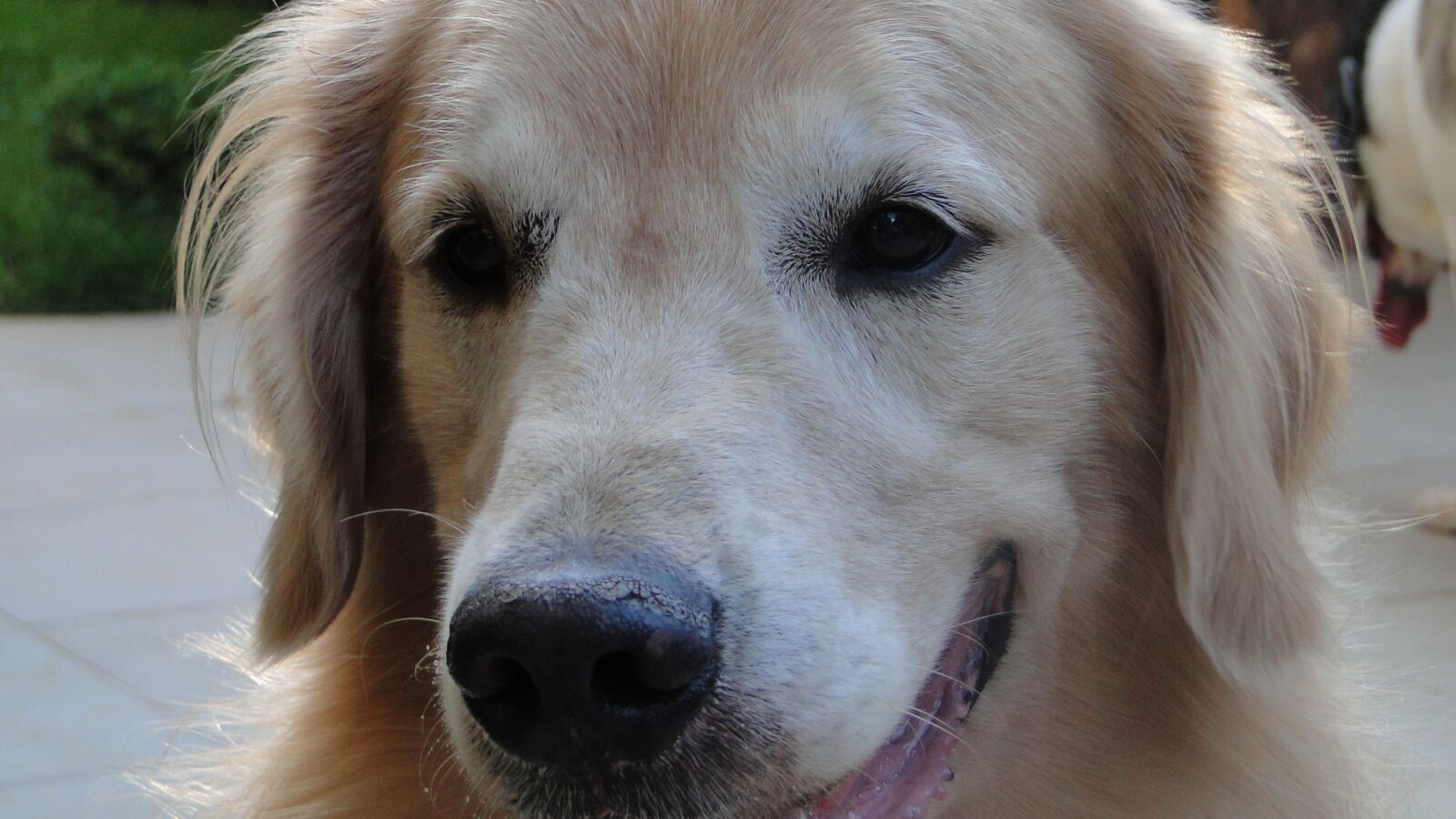 Sony Cyber-shot DSC-HX1 sample photo. Dog, pet, pedigree photography