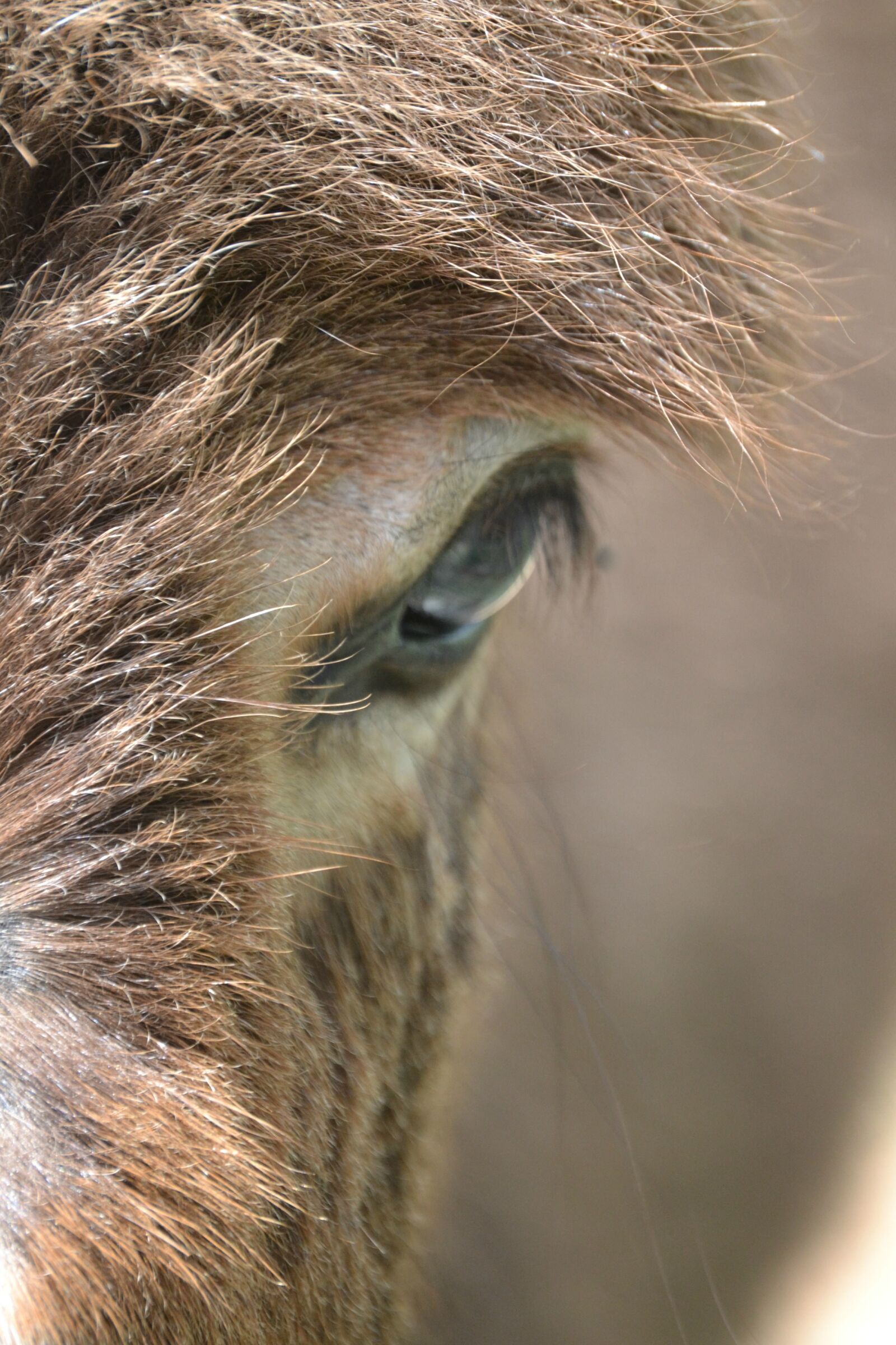 Nikon D3100 sample photo. Donkey, hair, eye photography