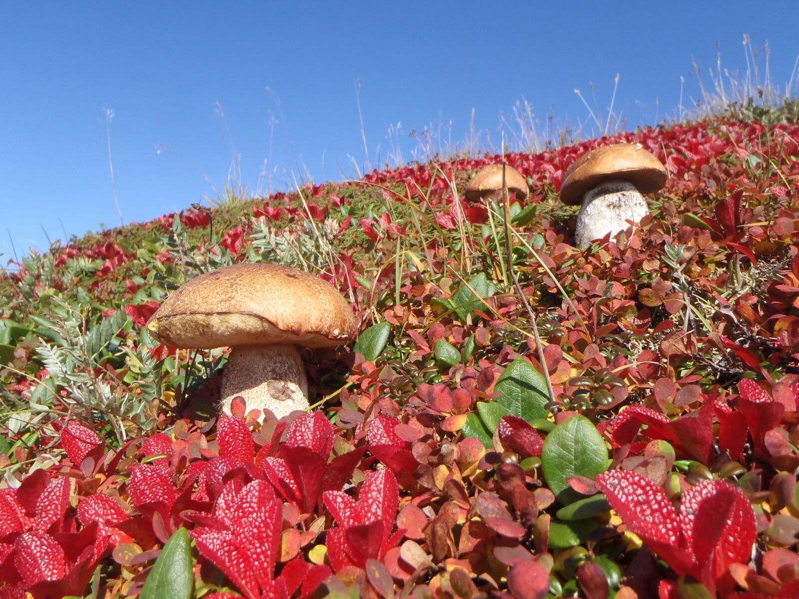 Olympus TG-310 sample photo. Mountain tundra, mushrooms, autumn photography