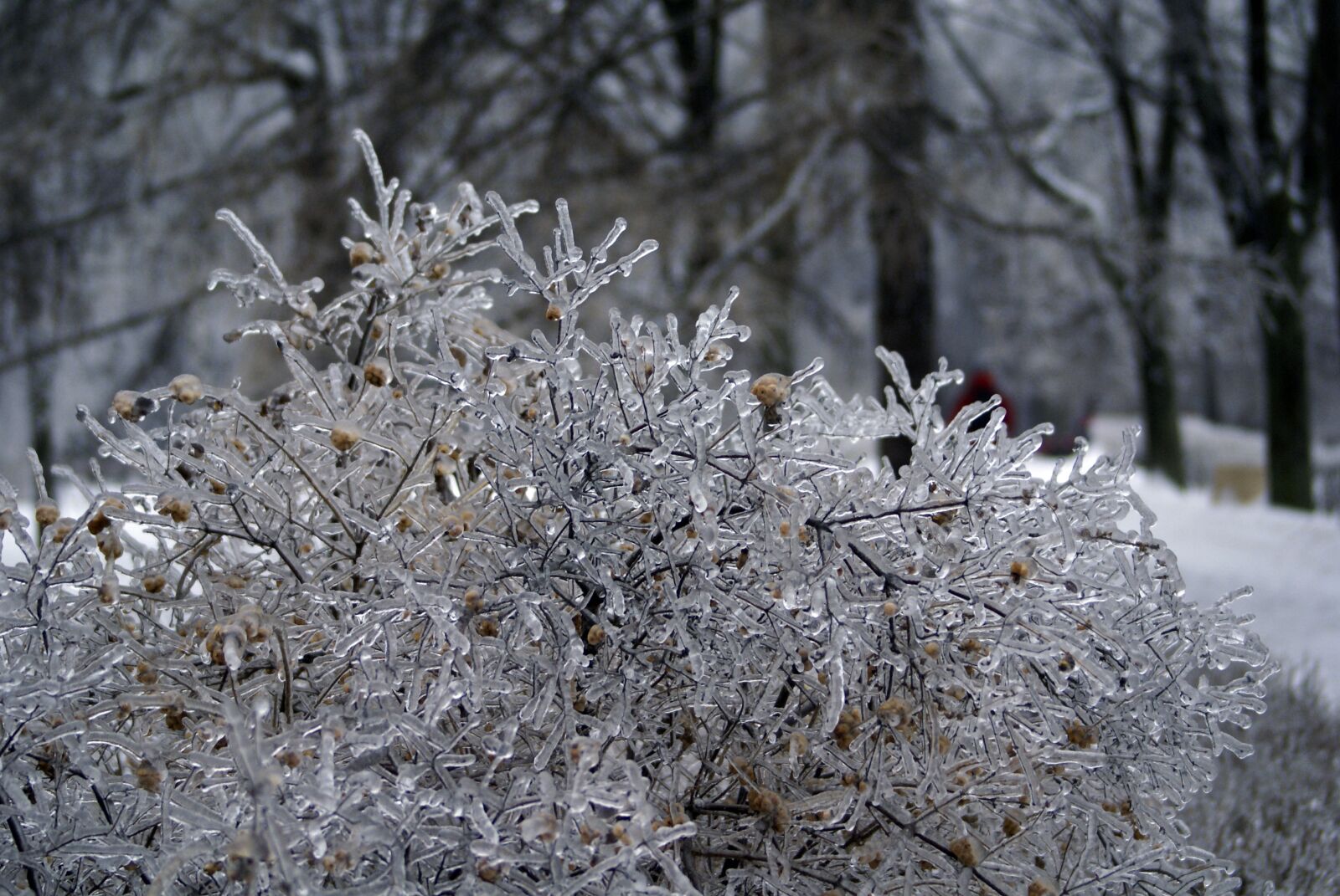 Sony Alpha DSLR-A100 sample photo. Leann, winter, tree photography