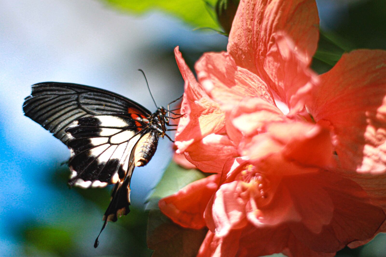 Canon EOS 500D (EOS Rebel T1i / EOS Kiss X3) sample photo. Butterfly, blossom, bloom photography