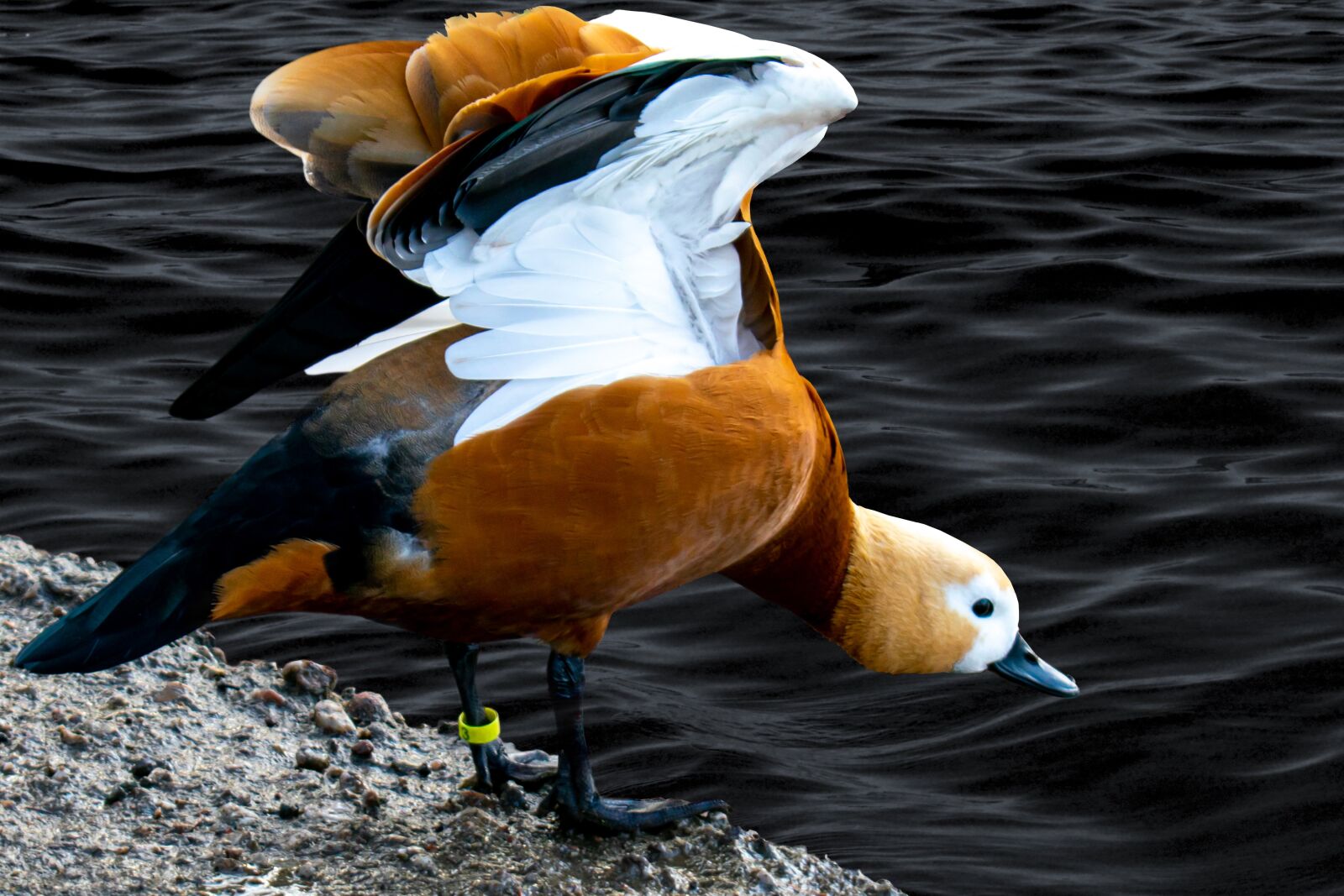 Nikon D5300 sample photo. Brown mallard, close up photography
