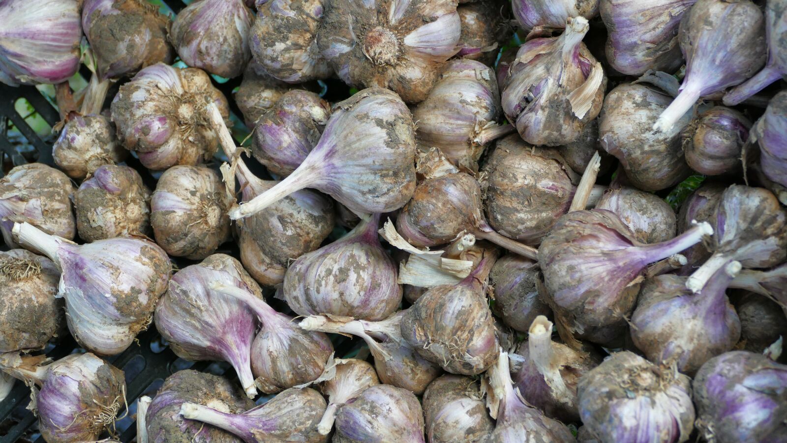 Panasonic Lumix DMC-FZ1000 sample photo. Garlic, a vegetable, collections photography