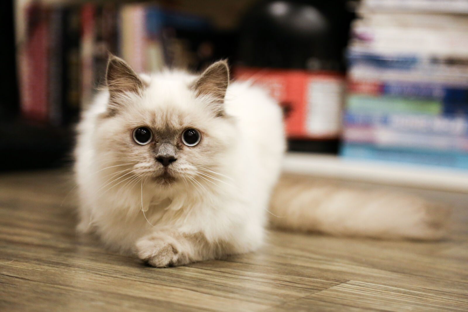 Canon EF 24-105mm F4L IS USM sample photo. Adorable, animal, cat, cute photography
