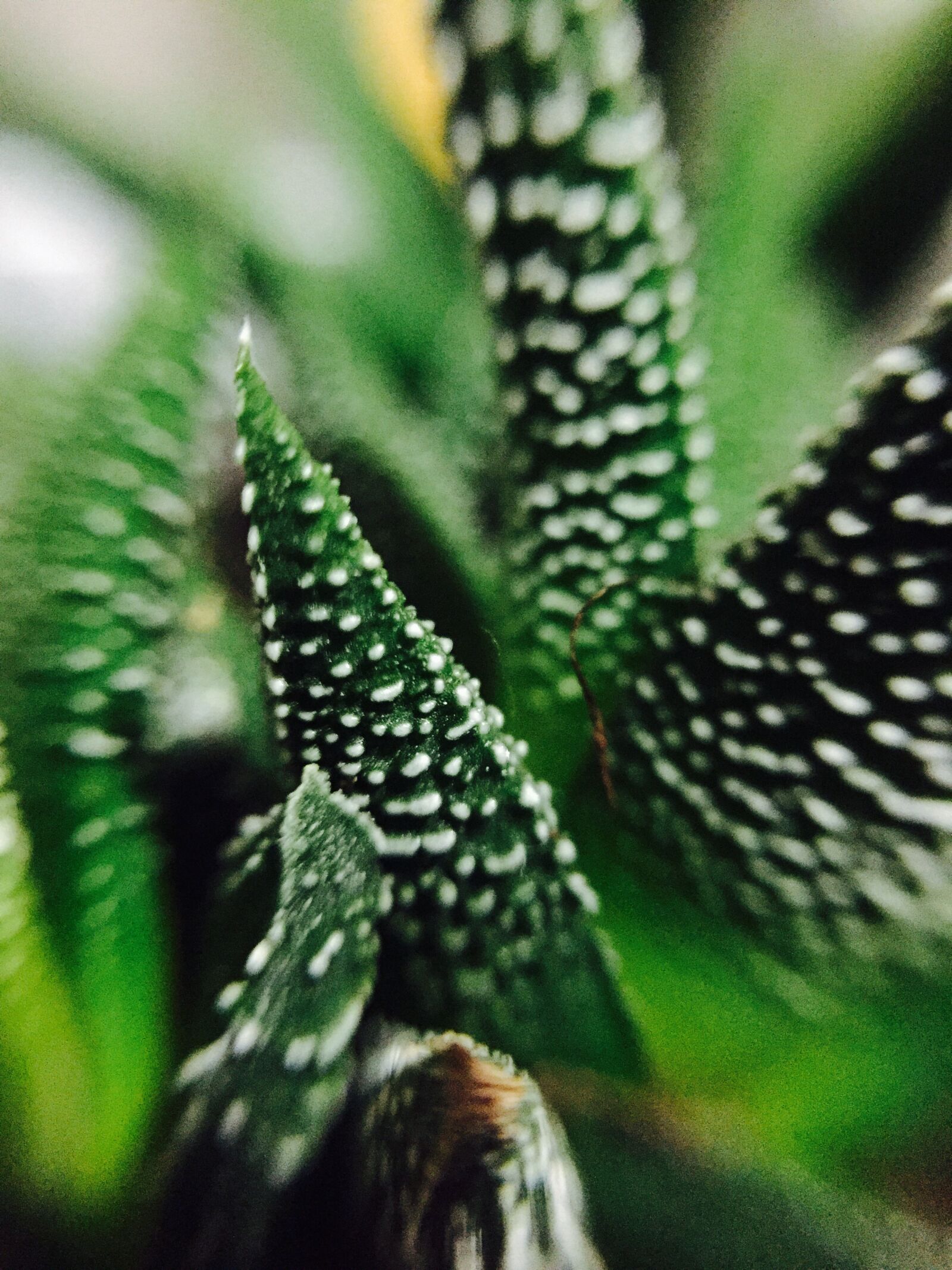 Apple iPhone 6 sample photo. Green, macro, photo photography