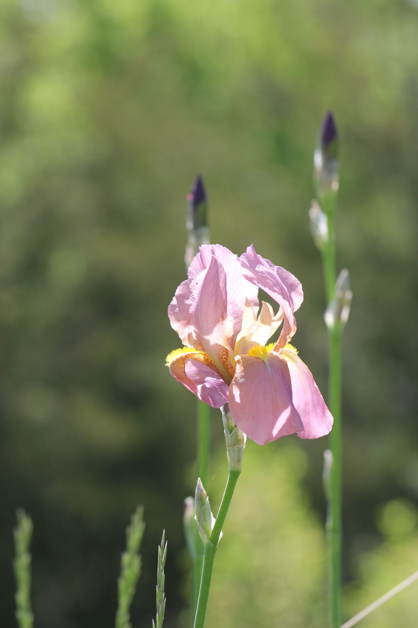 Canon EOS 1100D (EOS Rebel T3 / EOS Kiss X50) sample photo. Iris, purple, yellow photography