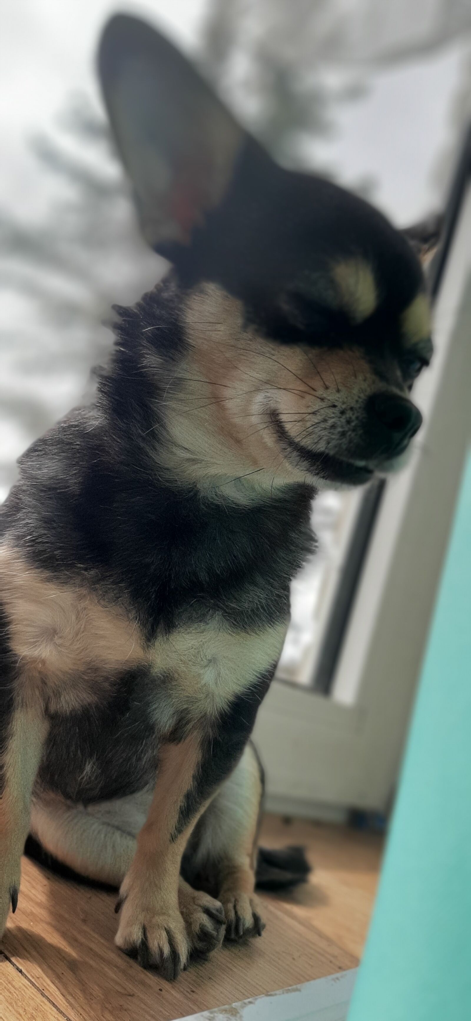 Samsung Galaxy A50 sample photo. Dog, foolish, fun photography